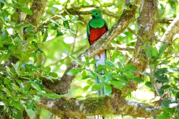 Faune du Costa Rica en Amérique Centrale