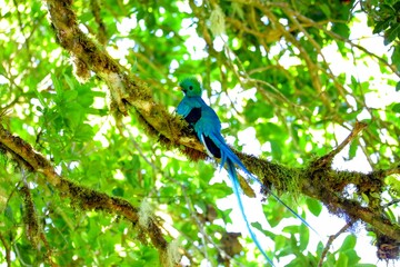 Faune du Costa Rica en Amérique Centrale