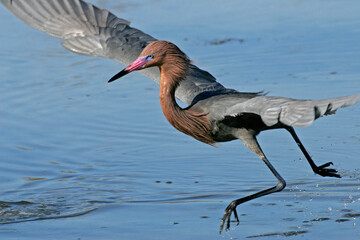 USA, Florida, Lee County. Reddish egret (Egretta rufescens) dancing as it fishes.