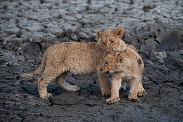 Lion cubs seen on a safari in South Africa