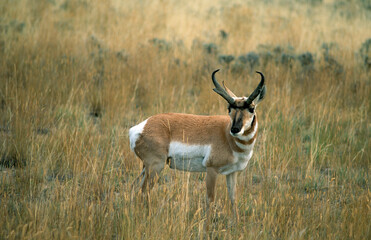 Pronghorn on the prairie, Oregon USA