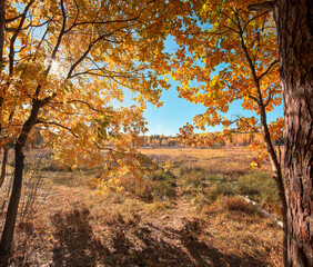 Autumn trees in the forest