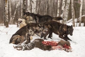 Wolf Pack (Canis lupus) Vocalizes Over White-Tail Deer Carcass Winter