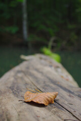a leaf lying on a fallen tree
