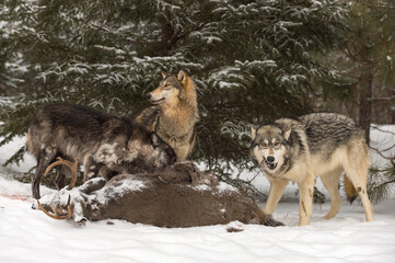 Wolf Pack (Canis lupus) Dig In And Munch on White-Tail Deer Carcass Winter
