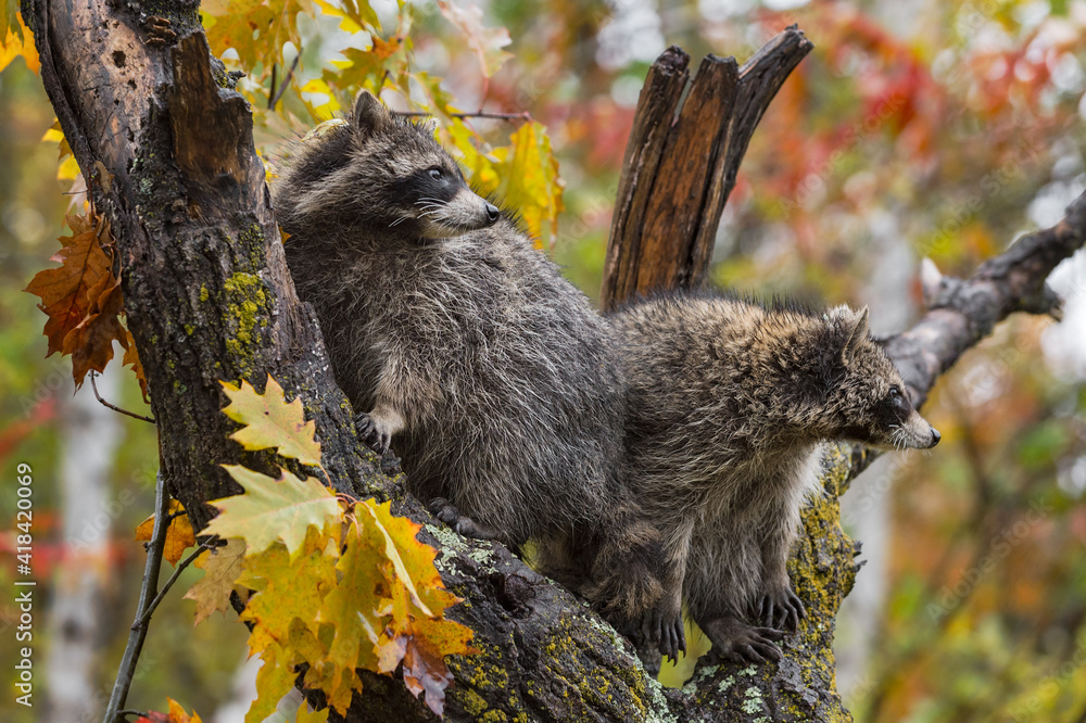 Wall mural raccoons (procyon lotor) turn right in tree autumn