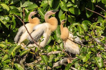 USA, Florida, Wakodahatchee Wetlands. Anhinga chicks in tree.