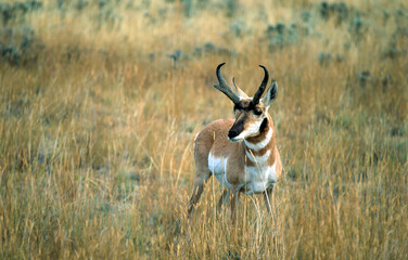 Pronghorn on the prairie, Oregon USA