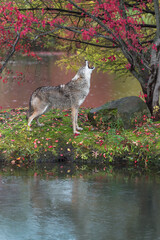 Coyote (Canis latrans) Stands on Island Under Tree Howling Autumn