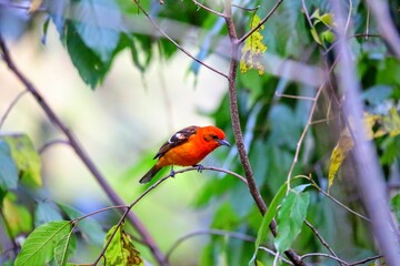 Faune du Costa Rica en Amérique Centrale