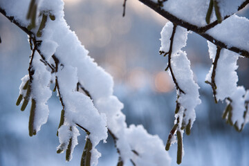 It's wintertime, snow on a hazel tree branches in the morning, during sunrise. Bokeh effect.