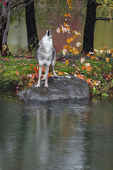 Coyote (Canis latrans) Stands on Rock in Rain Howling Autumn
