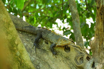 Faune du Costa Rica en Amérique Centrale