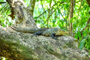 Faune du Costa Rica en Amérique Centrale