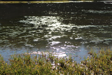 Obraz na płótnie Canvas grass in the water