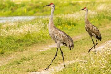 Obraz na płótnie Canvas USA, Florida, Orlando Wetlands Park. Sandhill crane mated pair.