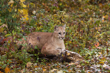 Cougar (Puma concolor) Looks Right Clawing on Log Autumn