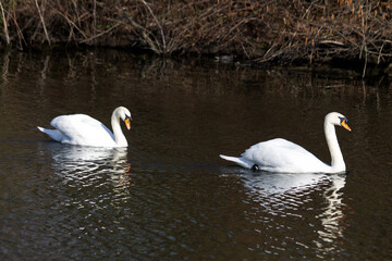 Two swans on a lake