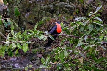 Faune du Costa Rica en Amérique Centrale