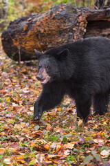 Obraz na płótnie Canvas Black Bear (Ursus americanus) Steps Forward Paw Lifted Autumn