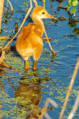USA, Florida, Orlando Wetlands Park. Sandhill crane colt in water.