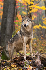 Naklejka na ściany i meble Grey Wolf (Canis lupus) Paws Up on Log Autumn