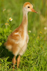 USA, Florida, Orlando Wetlands Park. Sandhill crane colt close-up.
