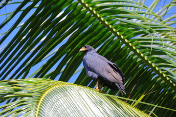 Faune du Costa Rica en Amérique Centrale