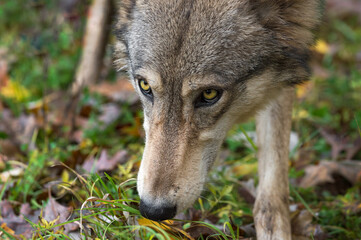 Obraz premium Grey Wolf (Canis lupus) Looks Up From Ground Close Up Autumn