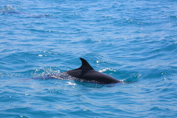 Faune du Costa Rica en Amérique Centrale