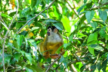 Faune du Costa Rica en Amérique Centrale