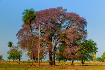 Naklejka premium autumn trees in the park