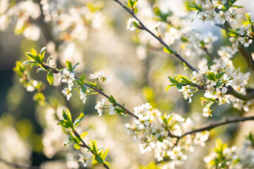 Blossoming cherry tree.