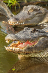 USA, Florida, Anastasia Island, Alligator Farm. Close-up of captive alligators in water.