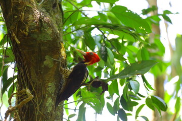 Faune du Costa Rica en Amérique Centrale