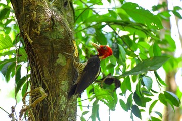 Faune du Costa Rica en Amérique Centrale