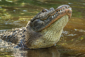 USA, Florida, Anastasia Island, Alligator Farm. Captive alligator making sub-sonic mating call.