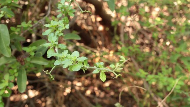 Simple alternate ovate undulately margined leaves of Chaparral Nightshade, Solanum Xanti, Solanaceae, native monoclinous subshrub in Topanga State Park, Santa Monica Mountains, Winter.