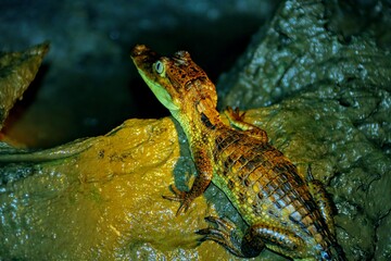 Faune du Costa Rica en Amérique Centrale