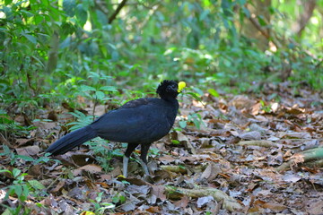 Faune du Costa Rica en Amérique Centrale