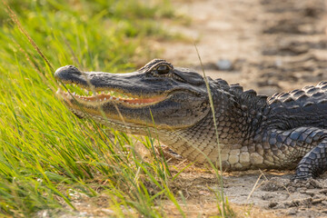 USA, Florida, Orlando Wetlands Park. Alligator sunning itself.