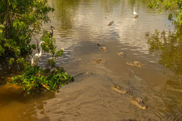 USA, Florida, Anastasia Island, Alligator Farm. Egrets and captive alligators.