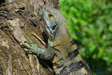 Faune du Costa Rica en Amerique Centrale