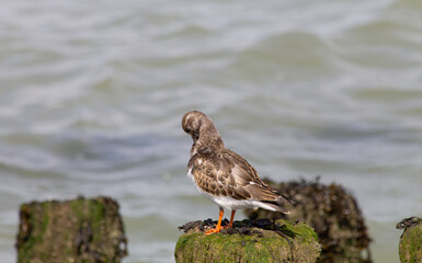 Ruddy turnstone (arenaria interpres) on a pole,
grooming its feathers