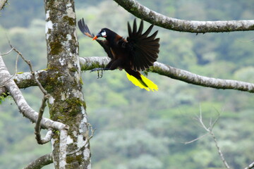 Faune du Costa Rica en Amerique Centrale