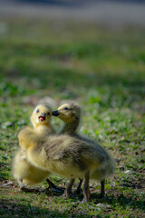 cute new born goslings having fun together