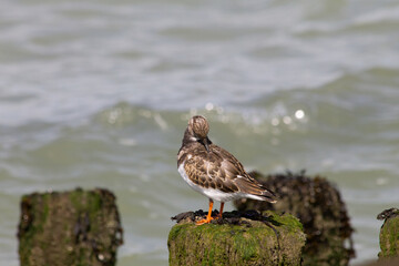 Ruddy turnstone (arenaria interpres) on a pole,
grooming its feathers