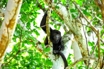 Faune du Costa Rica en Amerique Centrale