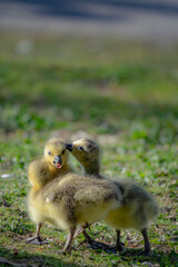 cute new born goslings having fun together