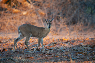 A Common Duiker seen on a safari in South Africa